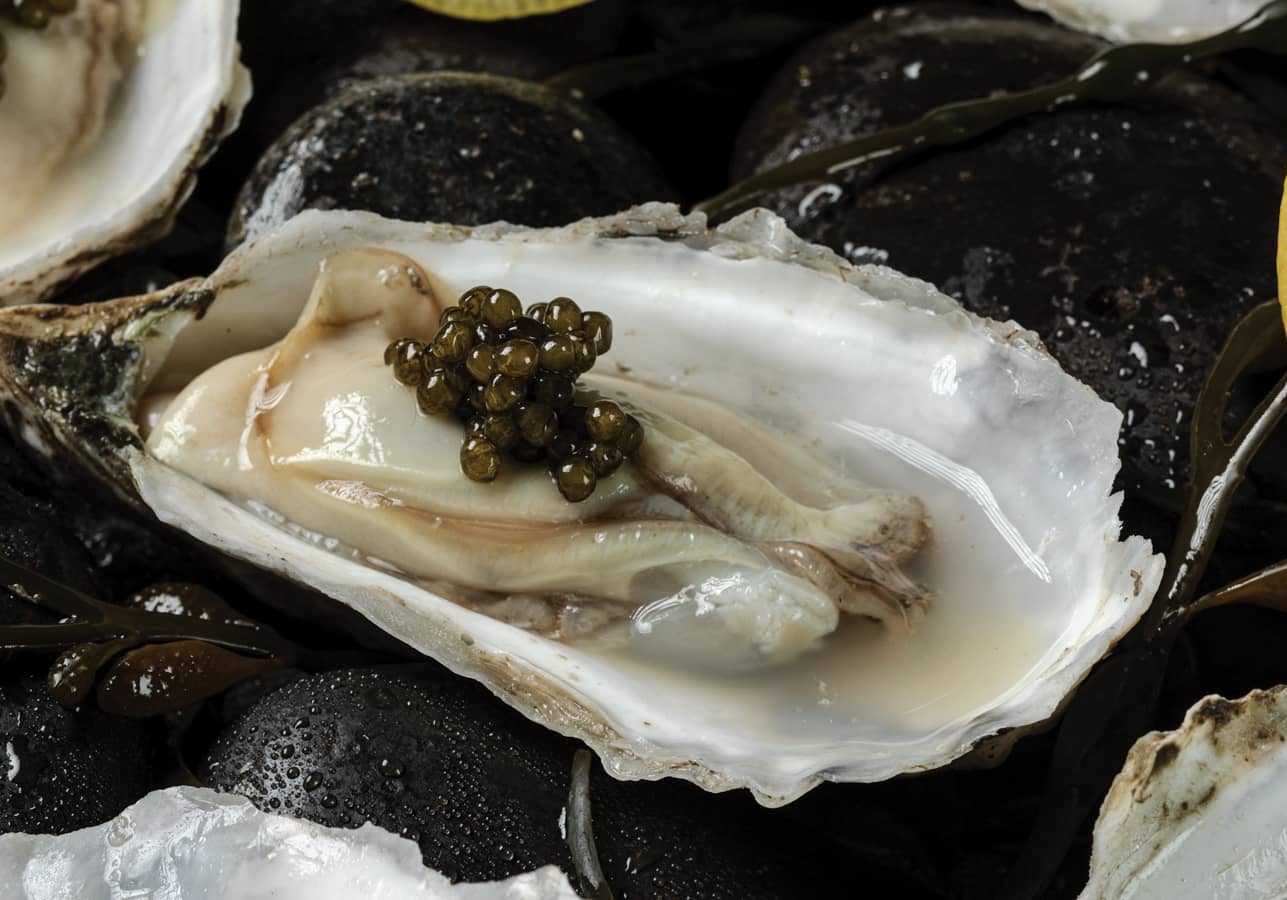 halperns-atlantic-aqua-farms-oyster (1)